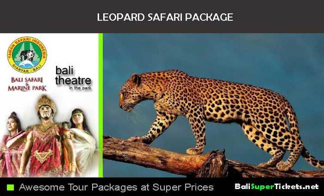 The Leopard - Taman Safari Bali